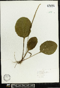 Plantago rugelii image