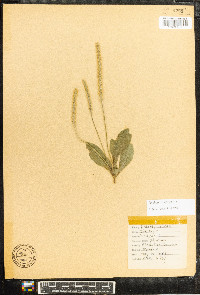 Plantago rugelii image