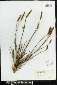 Plantago wrightiana image