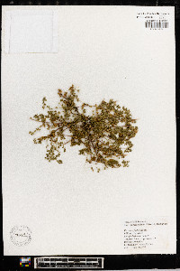 Veronica filiformis image