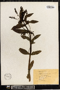 Veronica anagallis-aquatica image