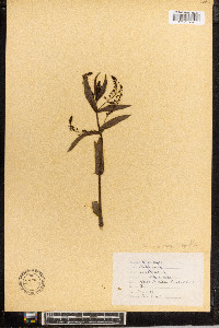 Veronica anagallis-aquatica image