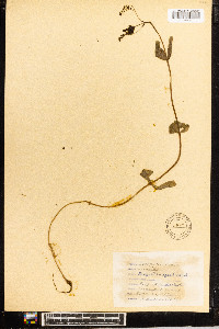 Veronica anagallis-aquatica image