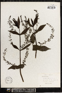 Veronica anagallis-aquatica image