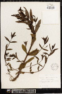 Veronica anagallis-aquatica image