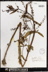 Veronica anagallis-aquatica image