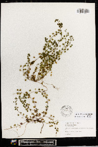 Veronica hederifolia image