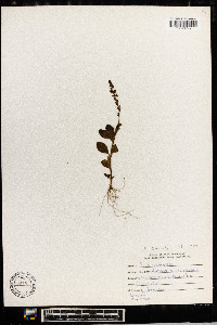 Veronica officinalis image