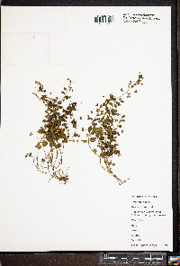 Veronica persica image