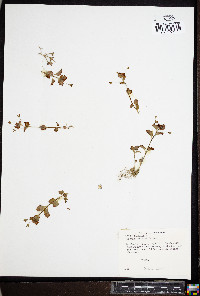 Veronica persica image