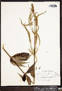 Veronicastrum virginicum image