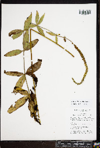 Veronicastrum virginicum image