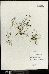 Podostemum ceratophyllum image