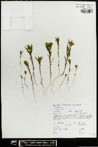 Collomia linearis image