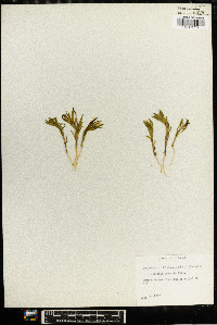 Collomia linearis image