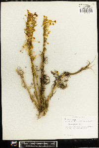 Gilia candida image