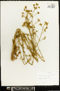 Aliciella mcvickerae image