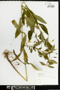 Phlox glaberrima image