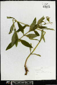 Phlox glaberrima image