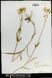 Phlox glaberrima image