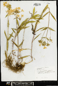 Phlox glaberrima image