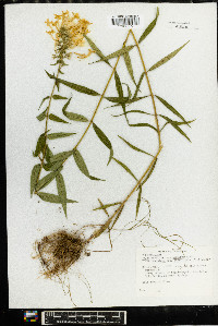 Phlox maculata image