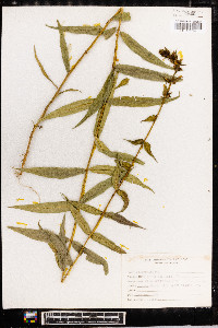 Phlox maculata image