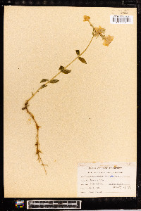 Phlox ovata image