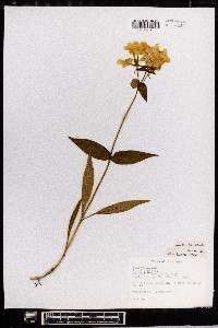 Phlox buckleyi image