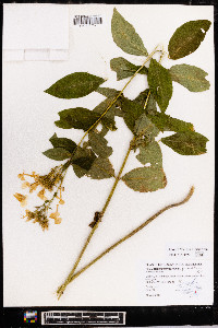 Phlox paniculata image