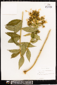 Phlox paniculata image