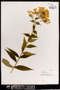 Phlox paniculata image