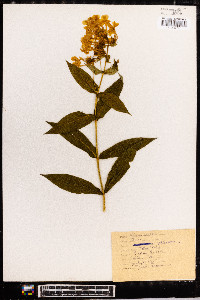 Phlox paniculata image