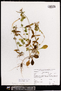 Phlox stolonifera image