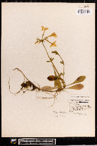 Phlox stolonifera image