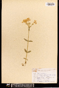 Phlox stolonifera image