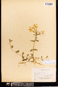 Phlox stolonifera image