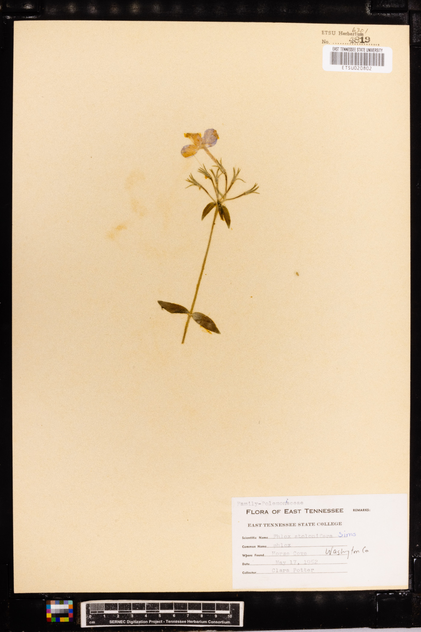Phlox stolonifera image