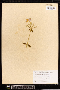 Phlox stolonifera image