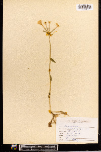 Phlox stolonifera image