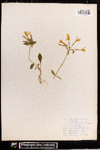 Phlox stolonifera image