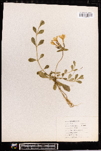 Phlox stolonifera image