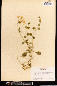 Phlox stolonifera image