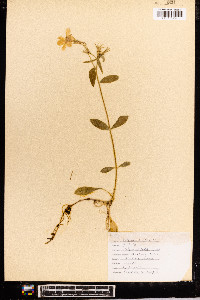 Phlox stolonifera image