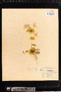 Phlox stolonifera image