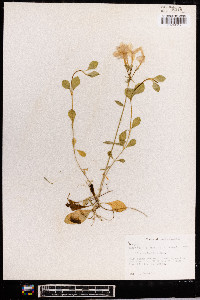 Phlox stolonifera image