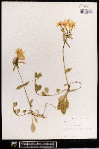 Phlox stolonifera image