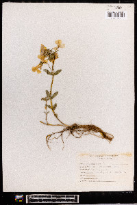 Phlox stolonifera image