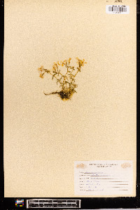 Phlox subulata image