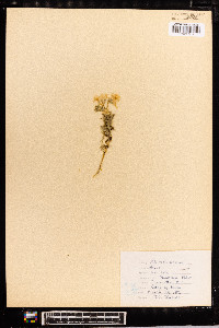 Phlox subulata image